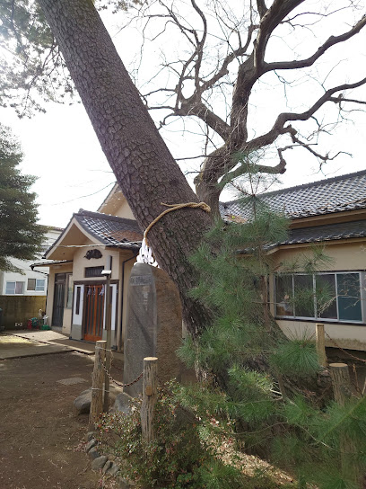 尾崎熊野神社のクロマツ
