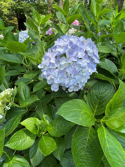 Hydrangea Garden
