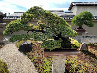 Hoshun-in Bonsai Garden