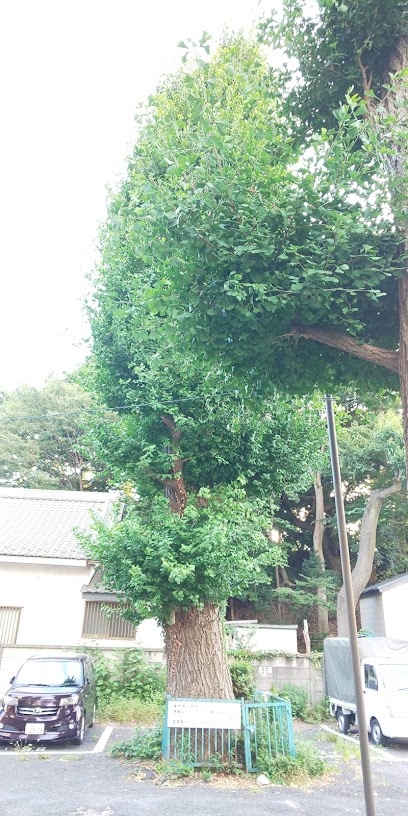 Musashigahara Battlesite
