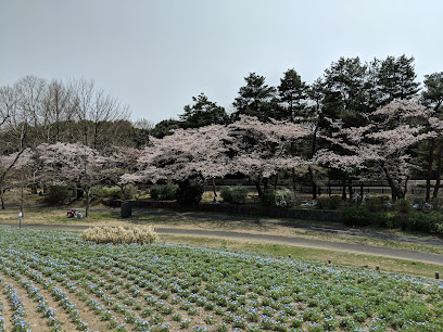 Cherry Blossom Garden