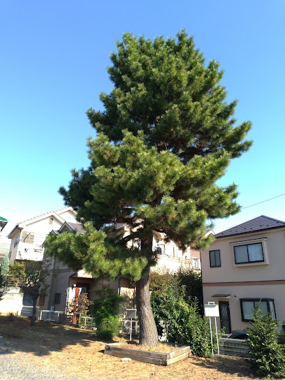 東久留米名木百選No.86多聞寺黒松(笠懸けの松)