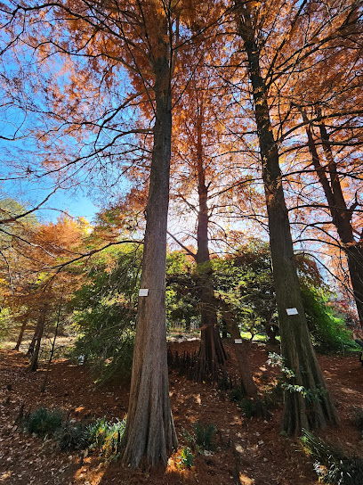 Bald Cypress