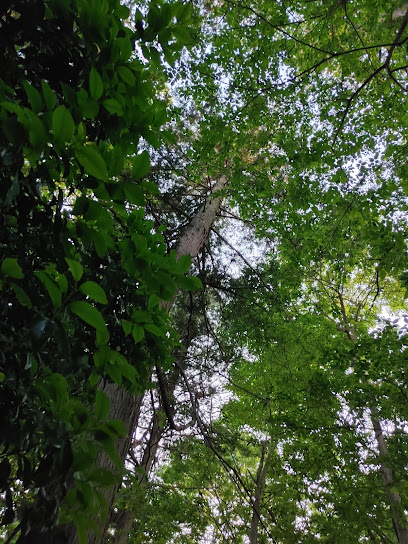 Kotori-no-mori Bird Sanctuary