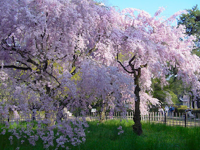 Weeping Cherry Tree at the Site of Konoe Residence