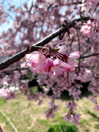 Tanida Park