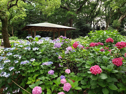 筥崎宮 あじさい苑