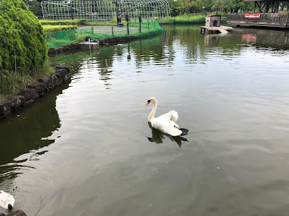 Swan Pond