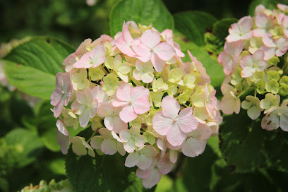 Hydrangea Garden