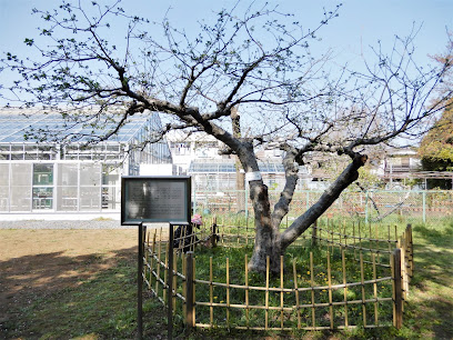 Newton’s apple