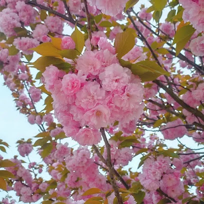 Yoshijimanishi Daini Park