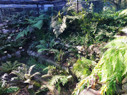 Fern plant garden