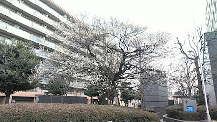 東久留米名木百選No.8ウメ