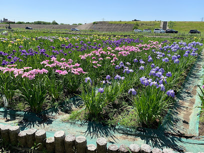 Iris Garden