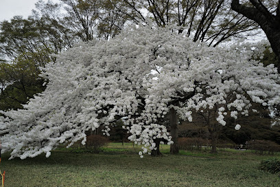 Imperial Palace East Garden Cherry Blossoms