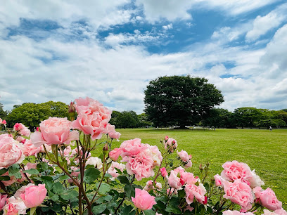Rose Garden