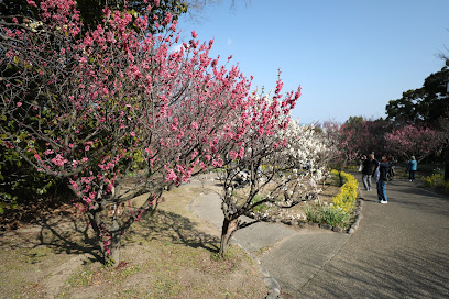 Plum Grove