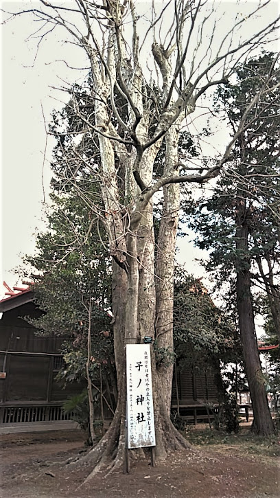 東久留米名木百選No.88ムクロジ