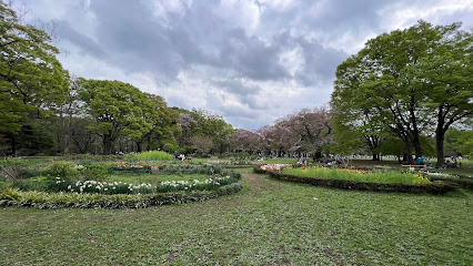 Yoyogi Park Dog Run