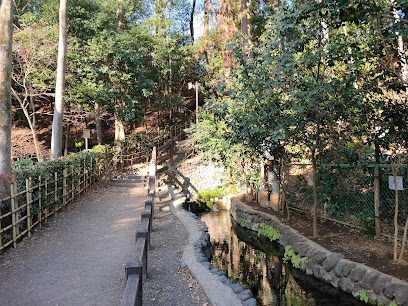 国分寺市の名木「ケヤキ」
