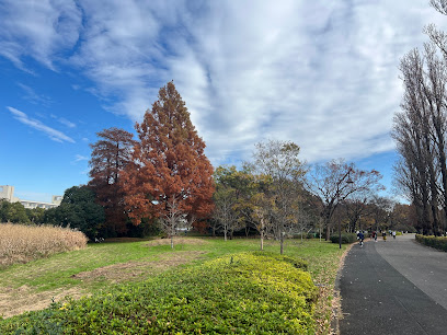 Metasequoia Grove