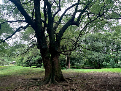 埼玉百年の森