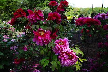 Peony Garden