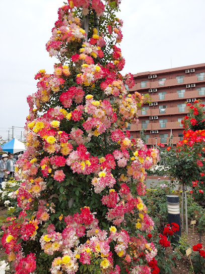 Oppen Rose Garden