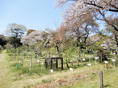 Garden for Classification & Sampling