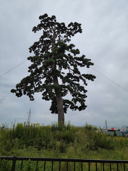 和田の松