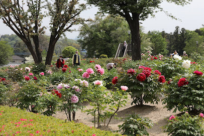 Higashimatsuyama Peony Garden