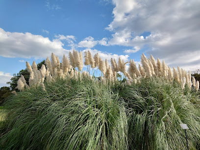 Lawn