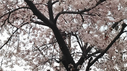 Yashima Sakura Park