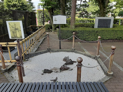 道灌杉