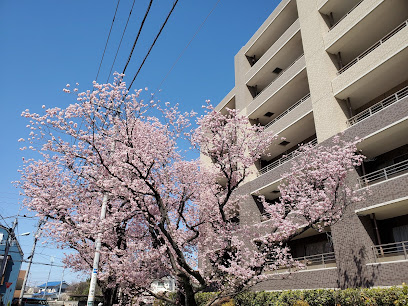 ハリウッドの大寒桜