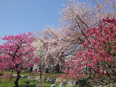 Peach Grove