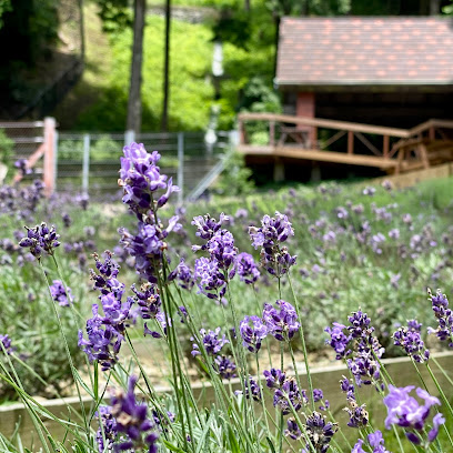 Lavender Garden