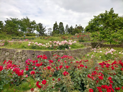 Rose Garden