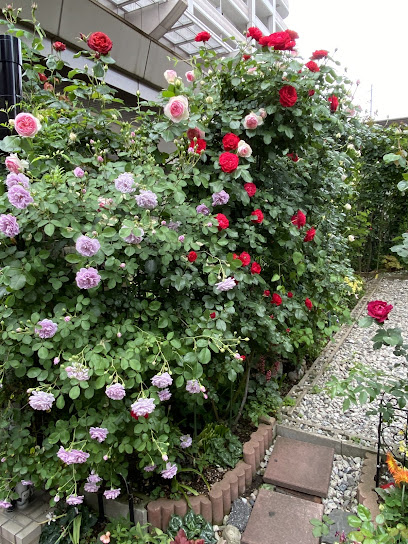 Rose Garden