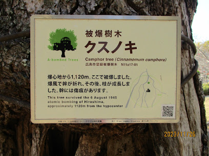 A-bombed survivor camphor tree