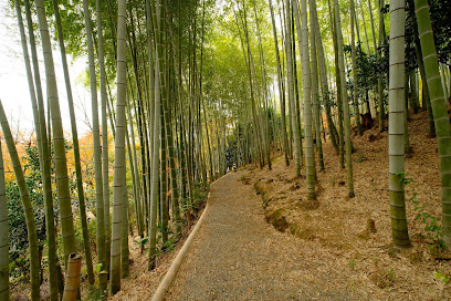 Bamboo Forest