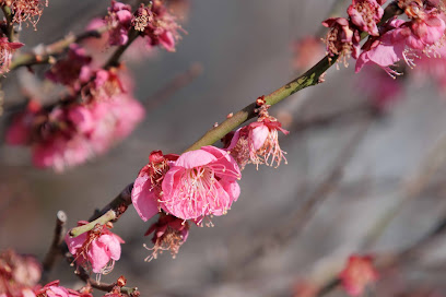 Koubaien Plum Garden
