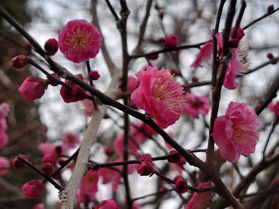 Shinmorikita Park