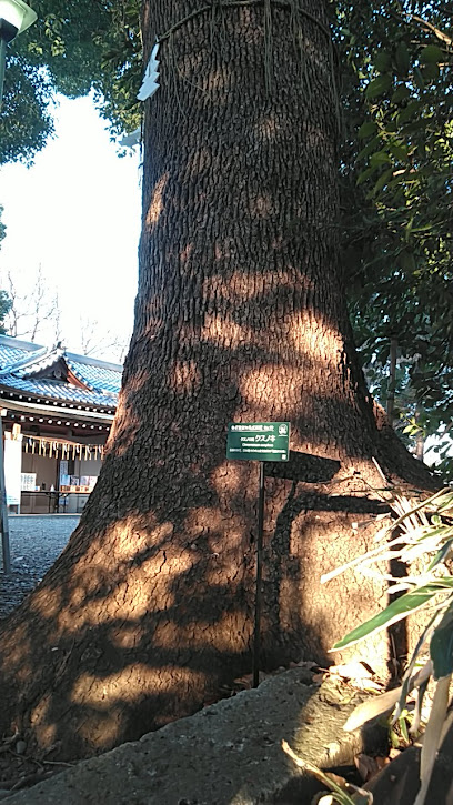 東久留米名木百選No.19クスノキ