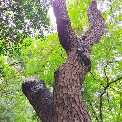 Fabled Pine