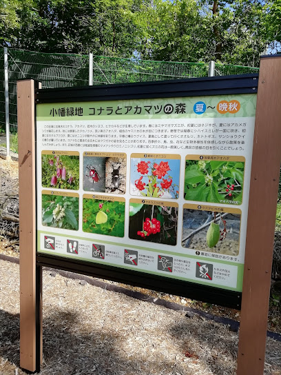 小幡緑地 コナラとアカマツの森