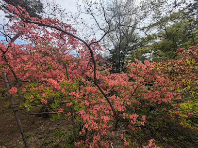 Azalea Mountain