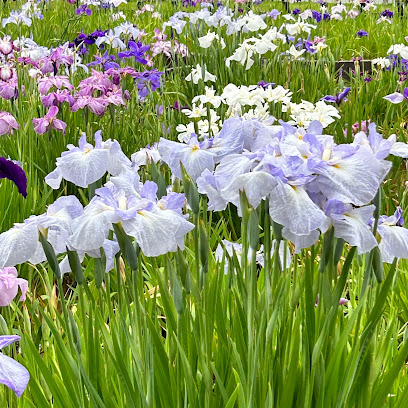 花菖蒲園場