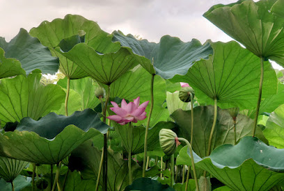 Lotus pond