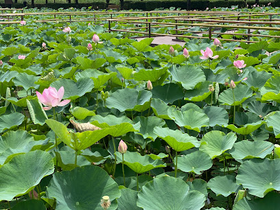 Kodai Hasu No Sato (Ancient Lotus Park)